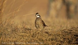Texas quail hunting prospects scattered Texas quail hunting prospects scattered