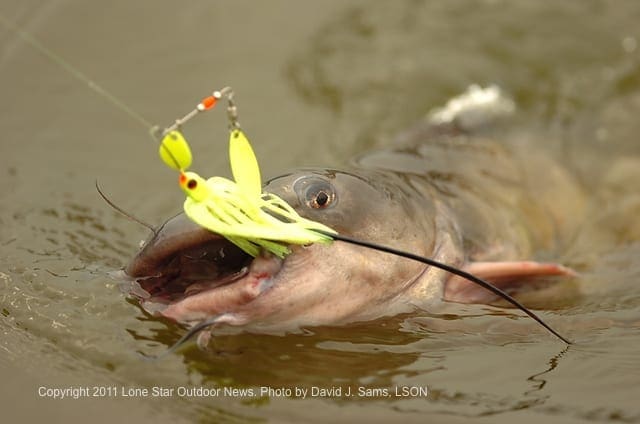 083111_Catfish_for_website_cromped
