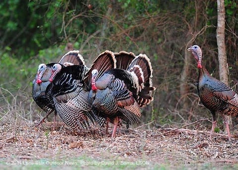 TURKEY_HUNT_TXI_2_3810