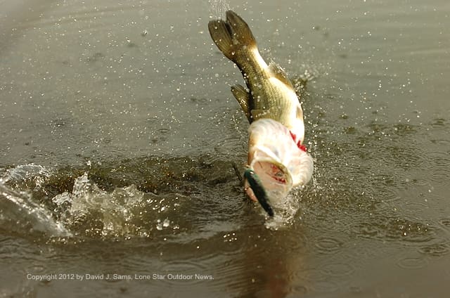 030912BassPic[1]
