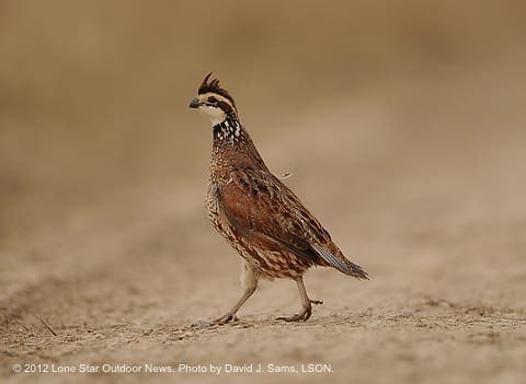 CHANGES ON THE HORIZON?: Changing season dates and bag limits for bobwhite quail are several of the points being discussed currently by the Texas Parks and Wildlife Commission. Photo by David J. Sams, LSON. bobwhite