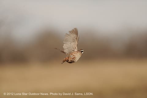 QUAIL1