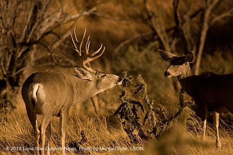 mulies2
