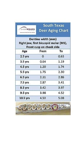 Photo by the Texas AgriLife Research and Extension Center. EnlargedDeerAgingChart1