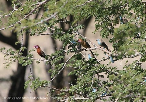 NEVER BORING: Even when the bigger animals had departed the waterhole, there is always something to look at. These birds made the time pass quickly. Photo by Conor Harrison, LSON. IMG 6360