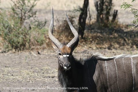 PASSING THROUGH: A herd of nyala bulls also visited the water. Photo by Conor Harrison, LSON. IMG 6362