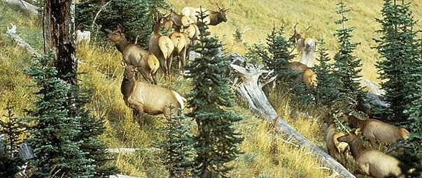 ENDORSING ELK: Elk herds risk losing this type of prime habitat due to human population growth. Photo by RMEF. Roosevelts WA2