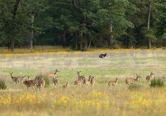 ENDORSING CONSERVATION: Cook's Branch Conservancy helps animals, such as axis deer and turkey, thrive. Photo by Earl Nottingham, TPW. cookieconserve