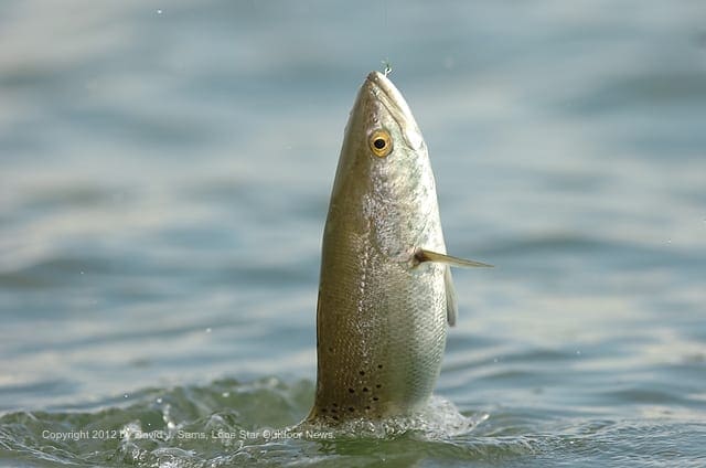 TOP-WATER ACTION: Calm conditions help heat up speckled trout action. Photo by David Sams. troutt