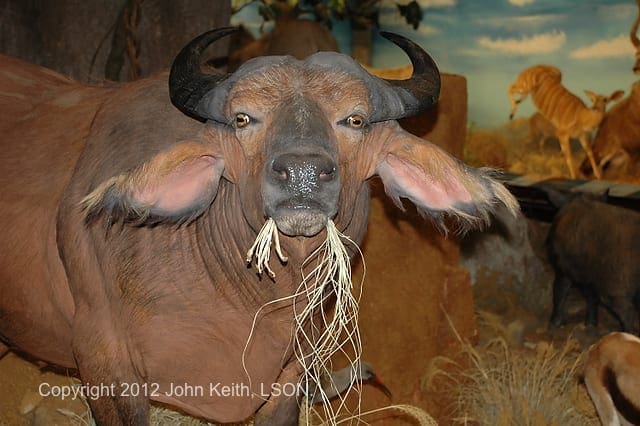 Photo by John Keith, LSON. DSC 0278