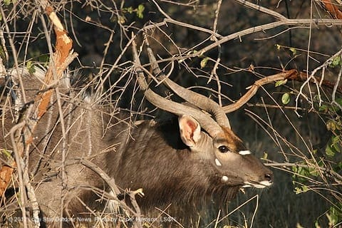 SNEAKY: Nyala bull in typical thick brush. Photo by Conor Harrison, LSON. IMG 6470