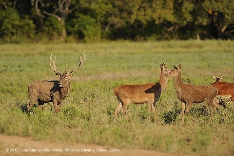 stags