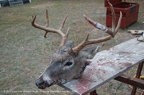 NOT TOO SHABBY" Once the wire was removed, the buck actually had a nice rack with a small drop tine. Photo by Steve Wehring. awirebuck2