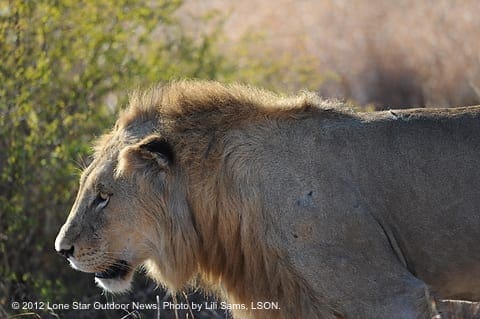 IS HE MATURE?Urging hunters to self-impose harvest restrictions is seen as a better alternative than letting anti-hunters determine harvest quotas. Photo by Lili Sams, LSON. alion