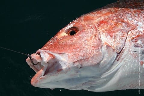 aaredsnapper