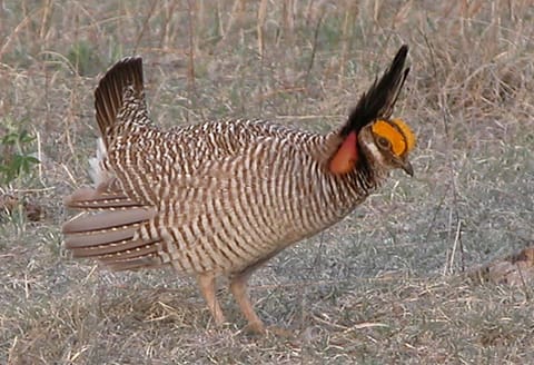 aachickens