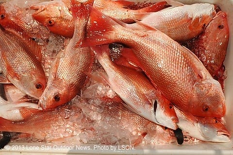 LEAVE IT TO THE STATES: A group of Gulf governors have written Washington in an attempt to get red snapper conservation under state control. Photo by LSON. aaredsnappy