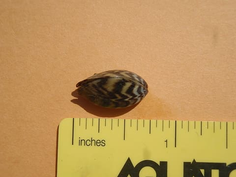 aabmussel