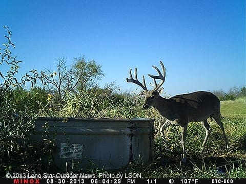 DECLINING: This picture of the old buck shows he has declined this season. Photo by LSON. aaoldbuck3