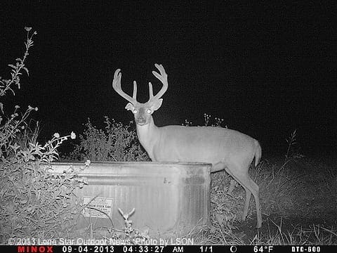 Another view of the buck this season. Photo by LSON. aaoldbuck4