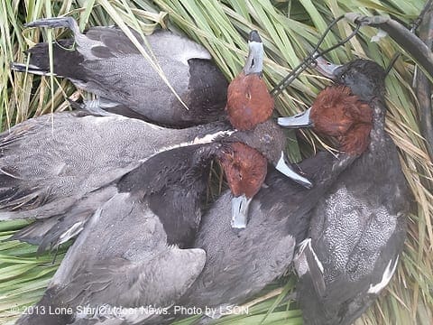 SCRATCHING OUT A FEW: The group did have lots of redheads coming into the spread, and took advantage with some good shooting. Photo by LSON. aacoastreds