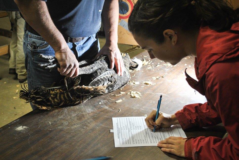 The biologist writes down the tag information. Biologists can refer to this information sheet in the future when they record more data on the turkey.