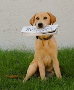 Dakota the office dog with Lone Star Outdoor News
