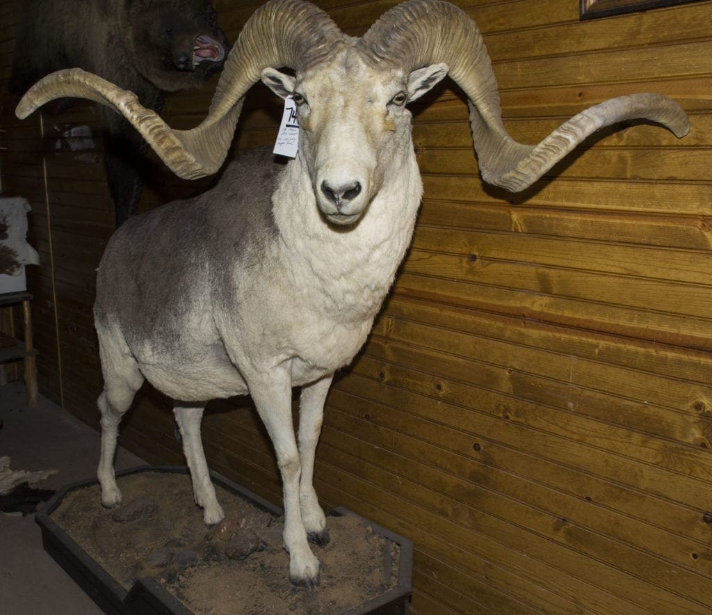 taxidermy taxidermy