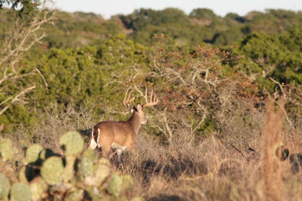 Cibilo Conservancy