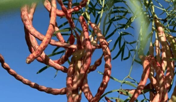 Hot beans are Mother Nature’s gift