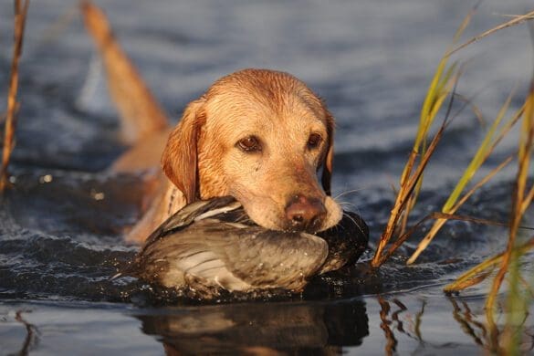 cost of a hunting dog