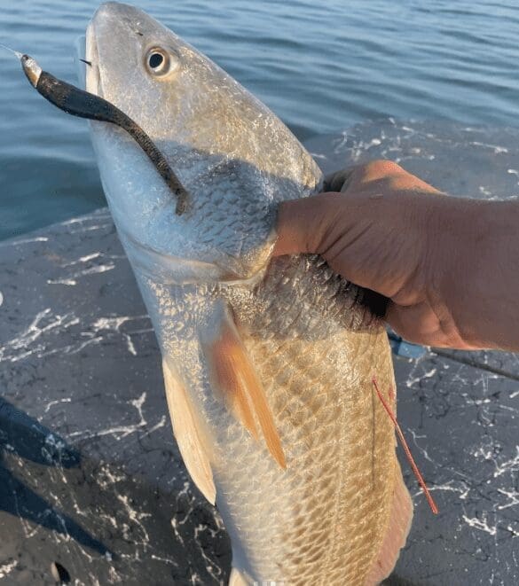 Tagged Redfish CCA STAR