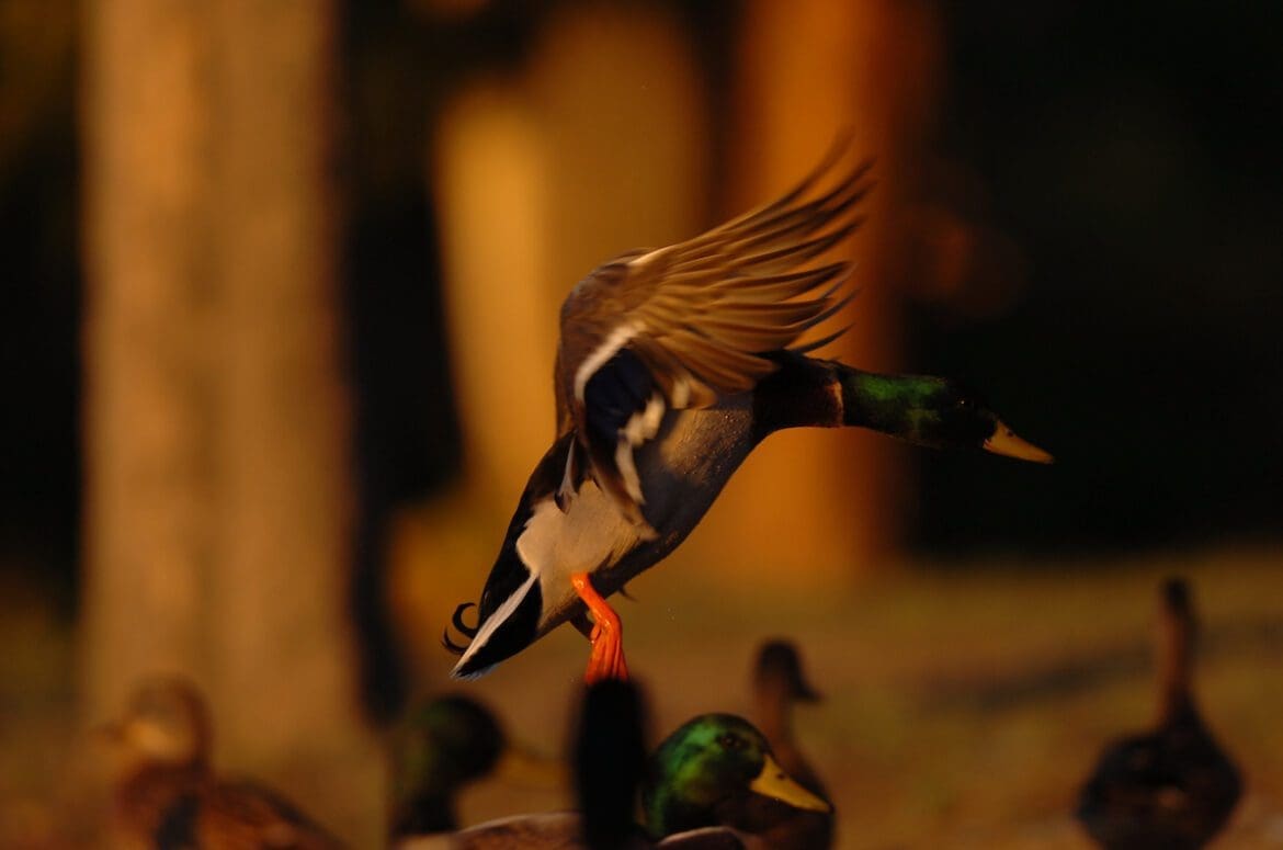 Benelli Challenge