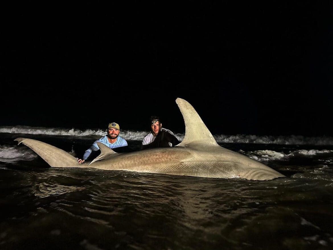 hammerhead in the surf