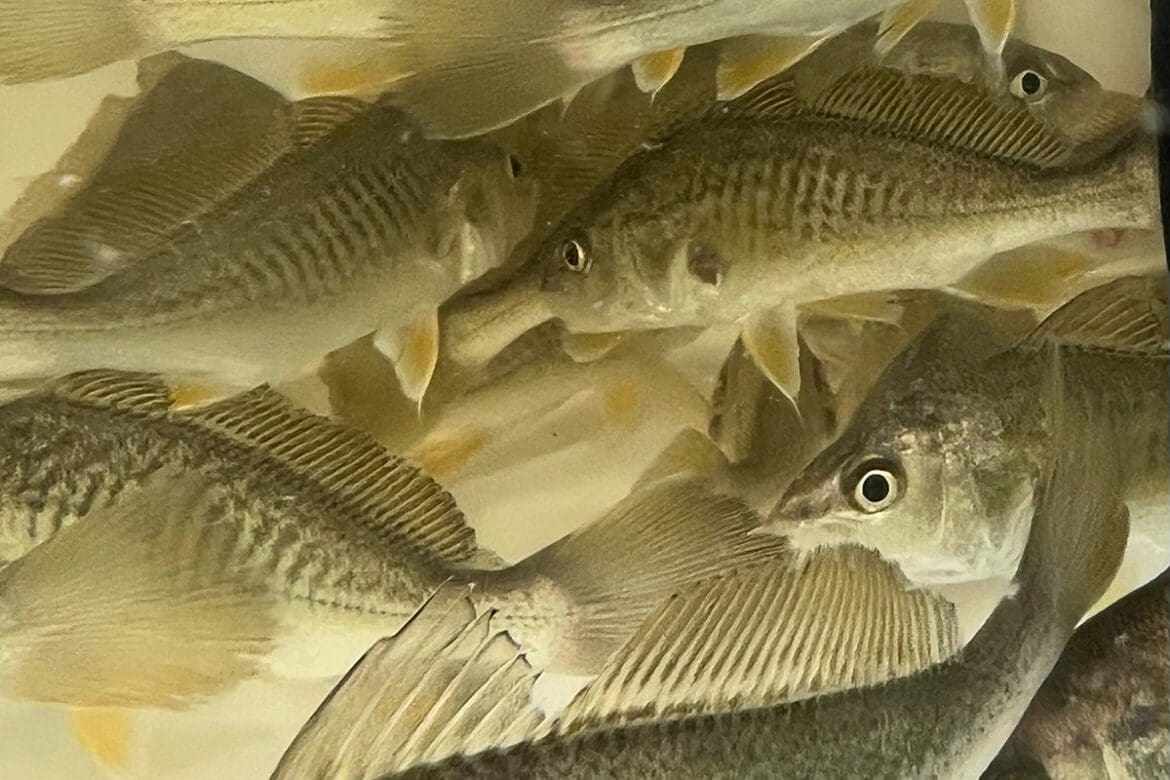 keep bait alive