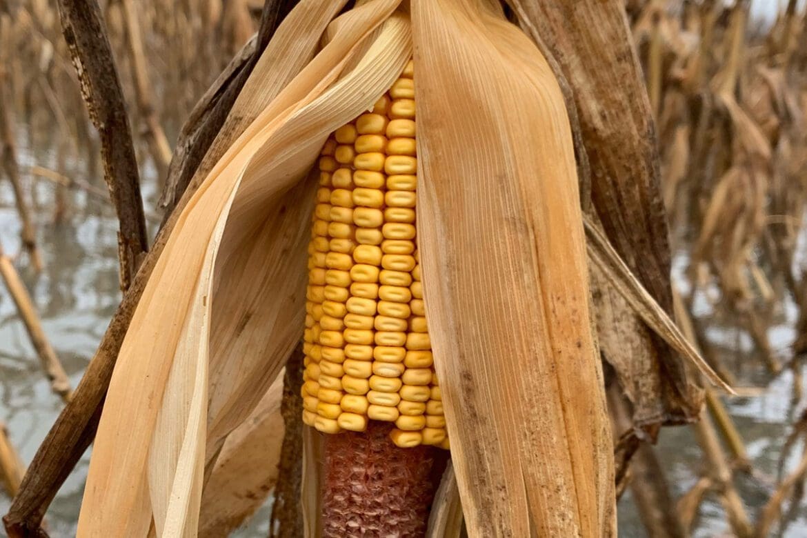 corn prices