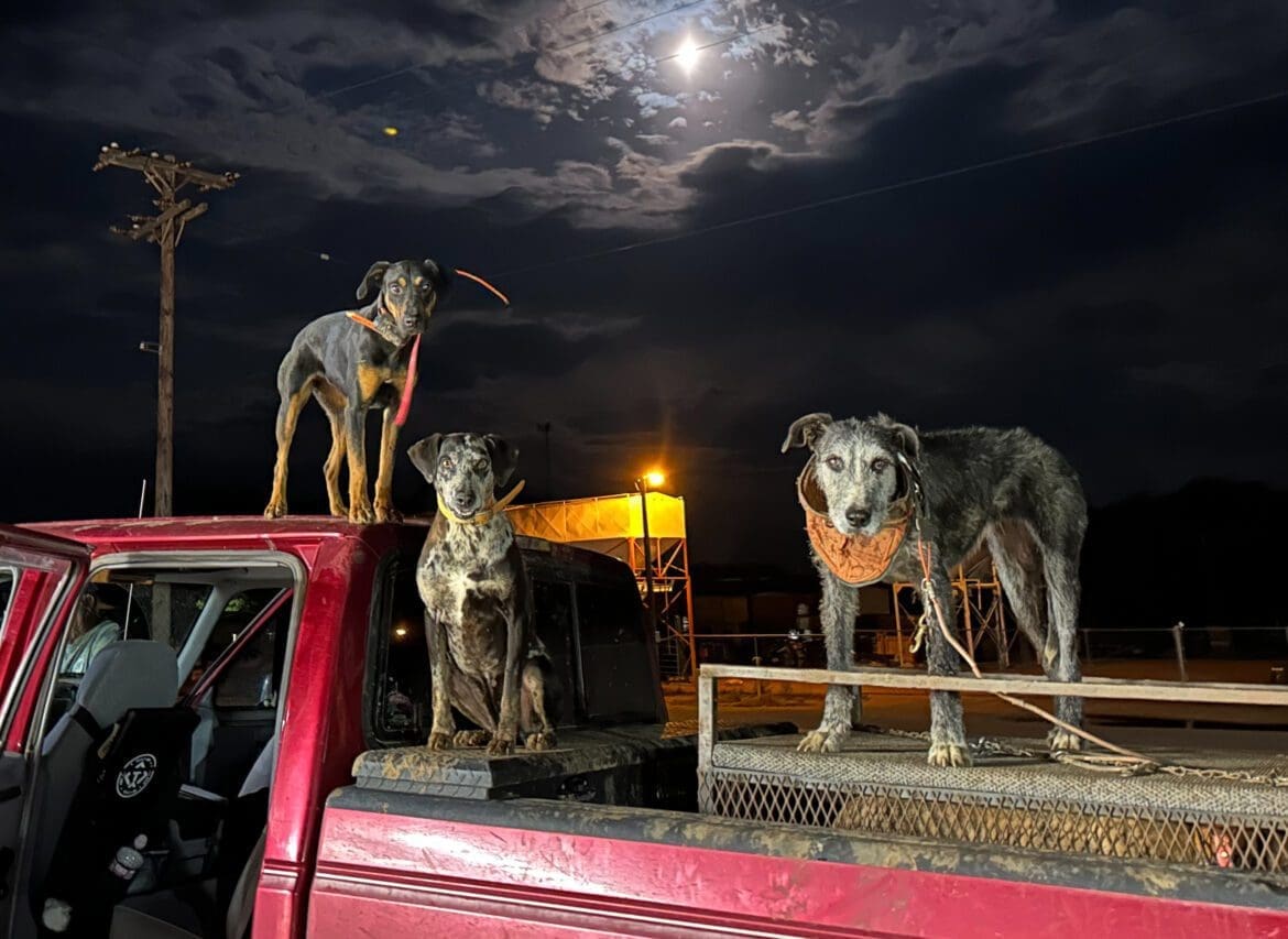 hog dogs
